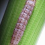 Chilo partellus larva
