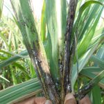 Crown region with sooty mould in severely infested plant