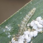 Dipha larva