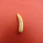 Larva