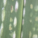Leaf-web-mite-closeup