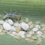 Micromus larva feeding on woolly aphids