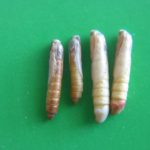 Pupa