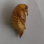 Pupa