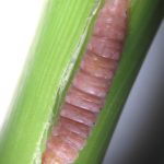 Sesamia inferens larva